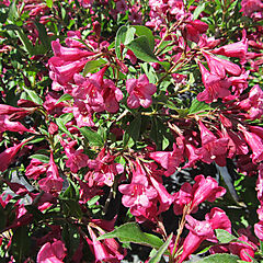 Weigela florida, Rumba, Weigela