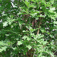Quercus 'Crimschmidt', Crimson Spire, Oak