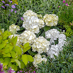 Hydrangea mac., DreamCloud, Hydrangea