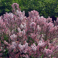Syringa patula, Dream Cloud, Lilac