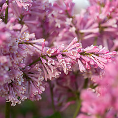 Syringa x prestoniae, Pinktini, Lilac
