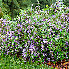 Buddleia, Mop Top, Butterfly Bush