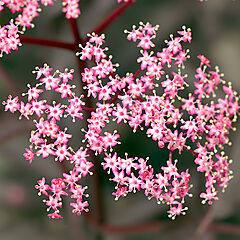 Sambucus nigra, Pink Pony, Elderberry