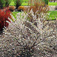 Prunus x, Easy as Pie, Bush Cherry