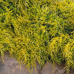 Juniperus chinensis, Sea of Gold, Juniper