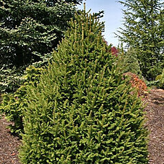Picea abies, Sherwood Compact, Norway Spruce