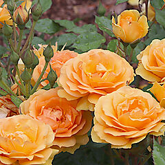 Proven Winner, Reminiscent Ginger, Rose