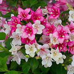 Weigela florida, Czechmark Trilogy, Weigela