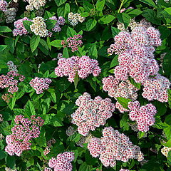 Spiraea fritschiana, Pink-a-licious, Spirea