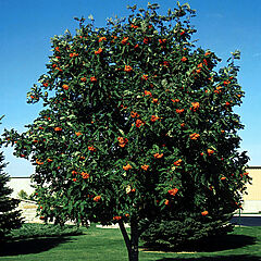 Sorbus aucuparia, Cardinal Royal, Mountain Ash