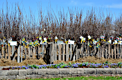 Bareroot Trees for Sale