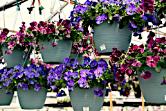 Cold Tolerant Hanging Baskets
