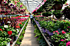 Greenhouses are Overflowering