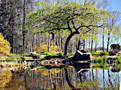 Reflection on Fish Pond