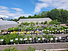 Nursery Selection