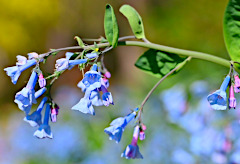 Bluebells in the Garden