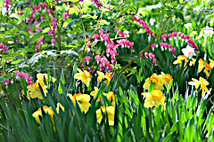 Shade Garden in Full Bloom