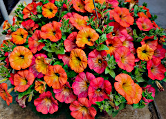 Pretty Petunia Basket