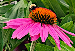 Coneflower and Pollinators