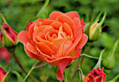 Roses are Scenting out Aromas