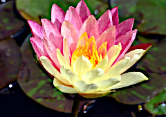 Waterlily in Full Bloom