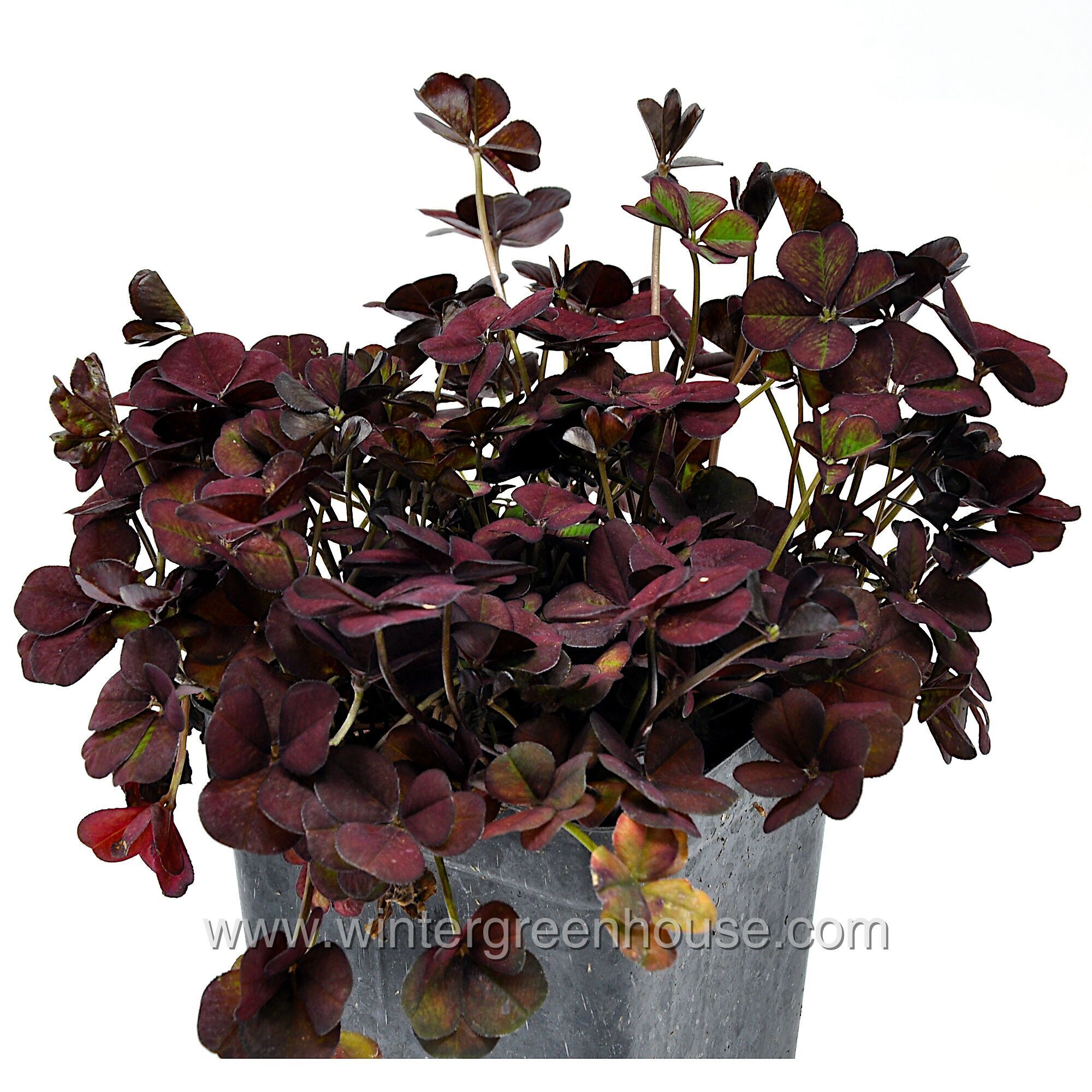Winter Greenhouse - Trifolium Lucky Clover, Coco Mint > $7.99
