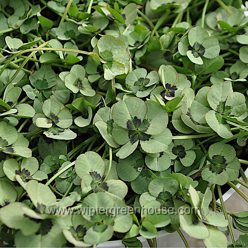 Winter Greenhouse - Trifolium Lucky Clover, Dark Eye > $7.99