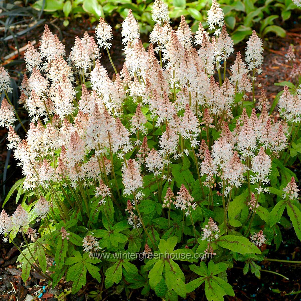 ティアラスプリングシンフォニー Tiarella 'Spring Symphony' | TERRA NOVA® Nurseries, Inc.