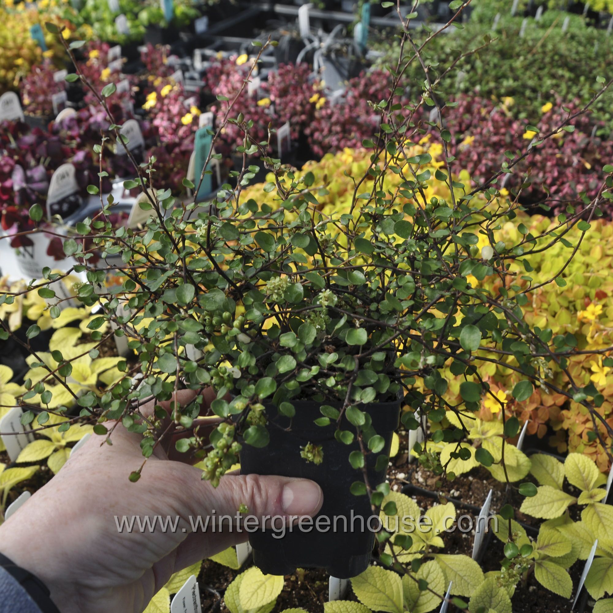 Muehlenbeckia complexa > $6.99 - Winter Greenhouse