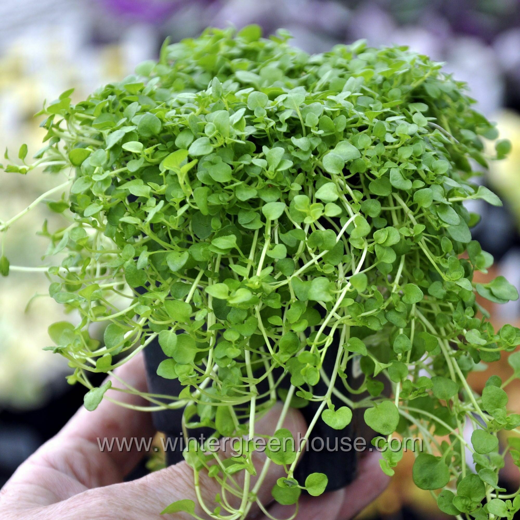 Winter Greenhouse - Mentha requienii > $9.99