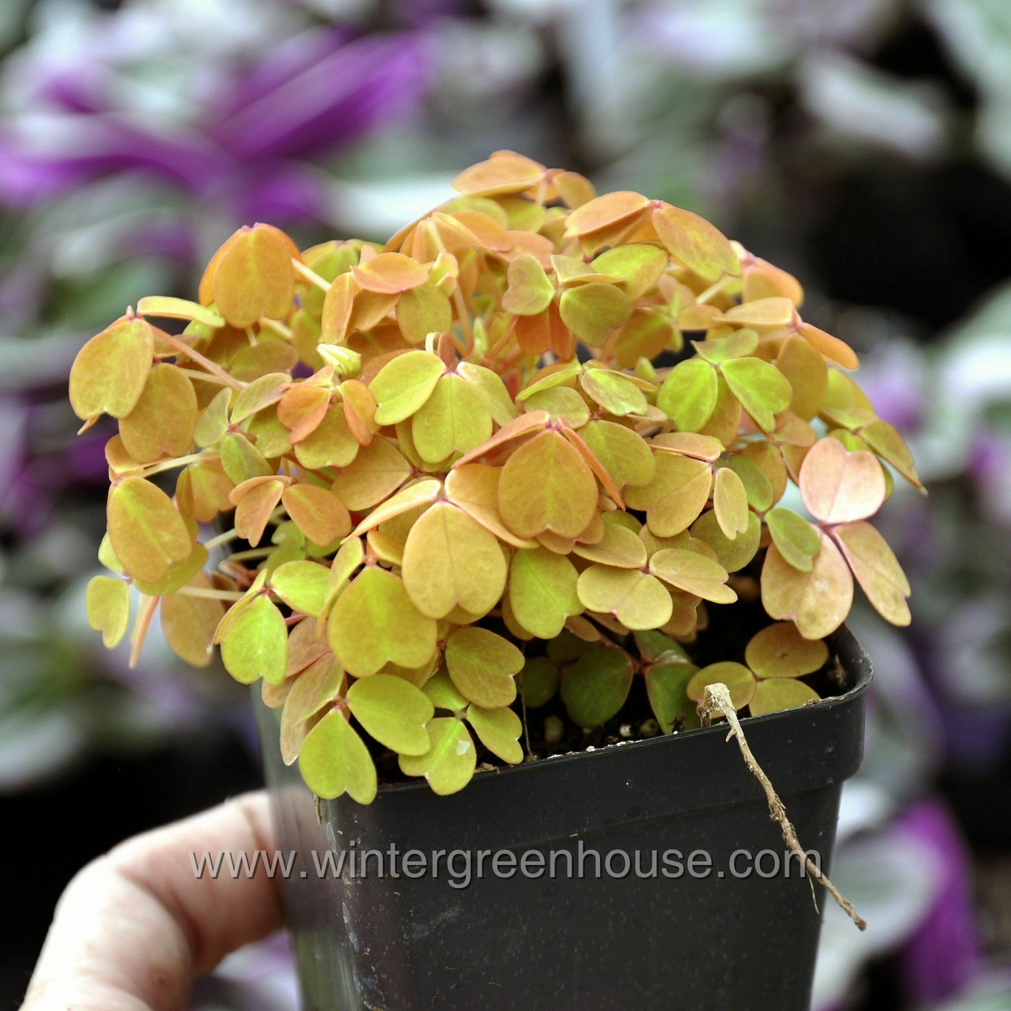 Winter Greenhouse - Oxalis spiralis aurea, Amber Plum Crazy > $7.99