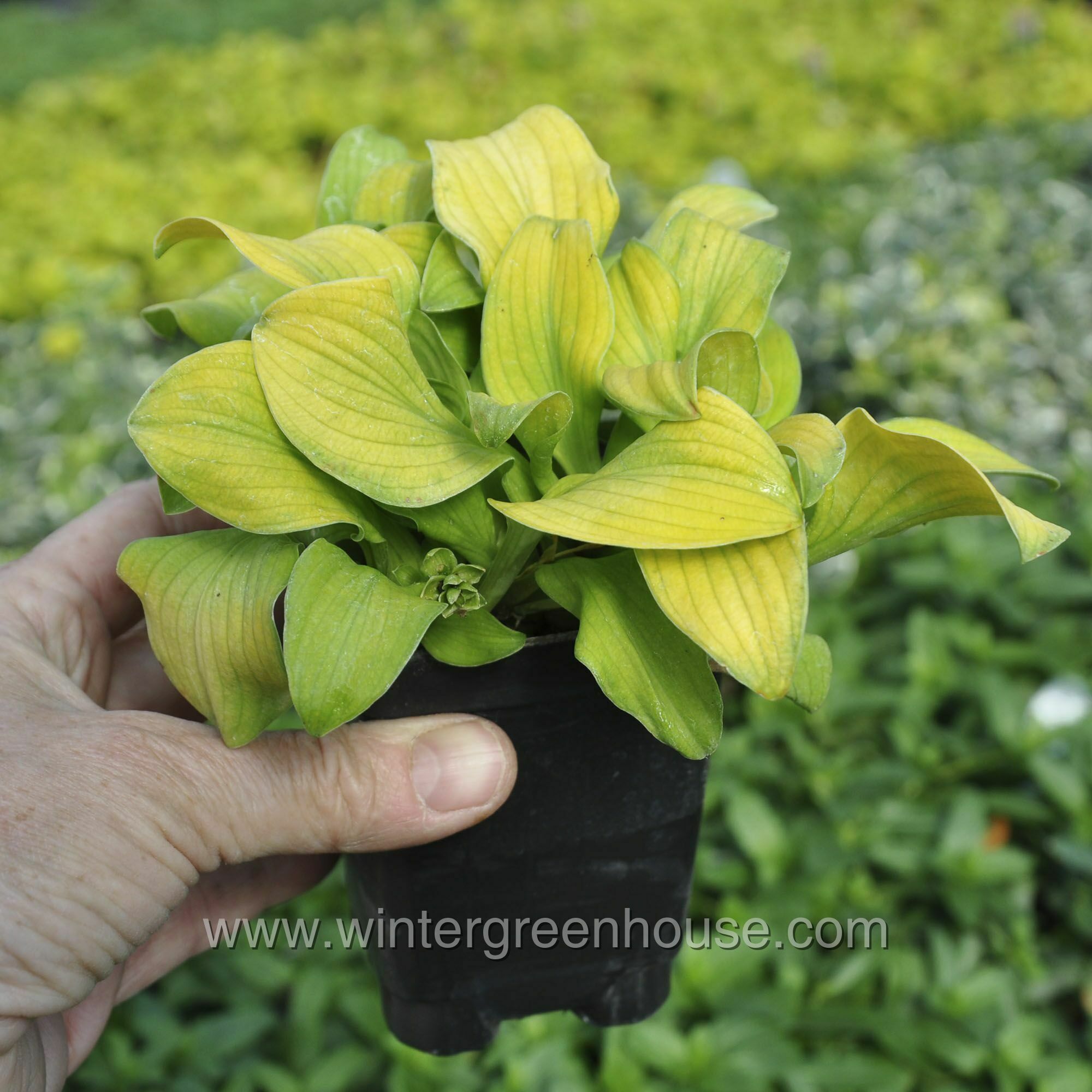 Winter Greenhouse - Hosta, Sun Mouse > $10.99