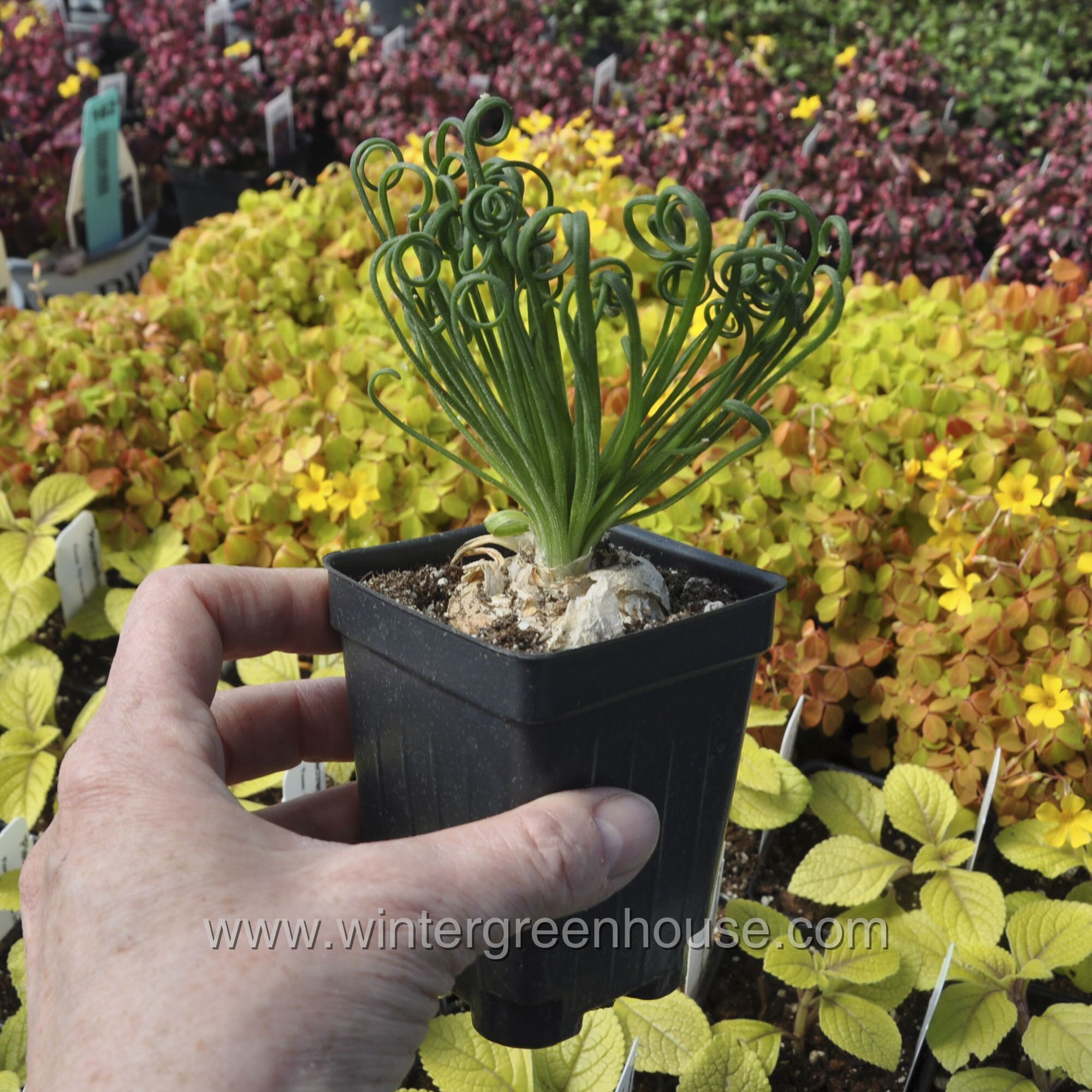 Winter Greenhouse - Albuca spiralis, Frizzle Sizzle > $14.99