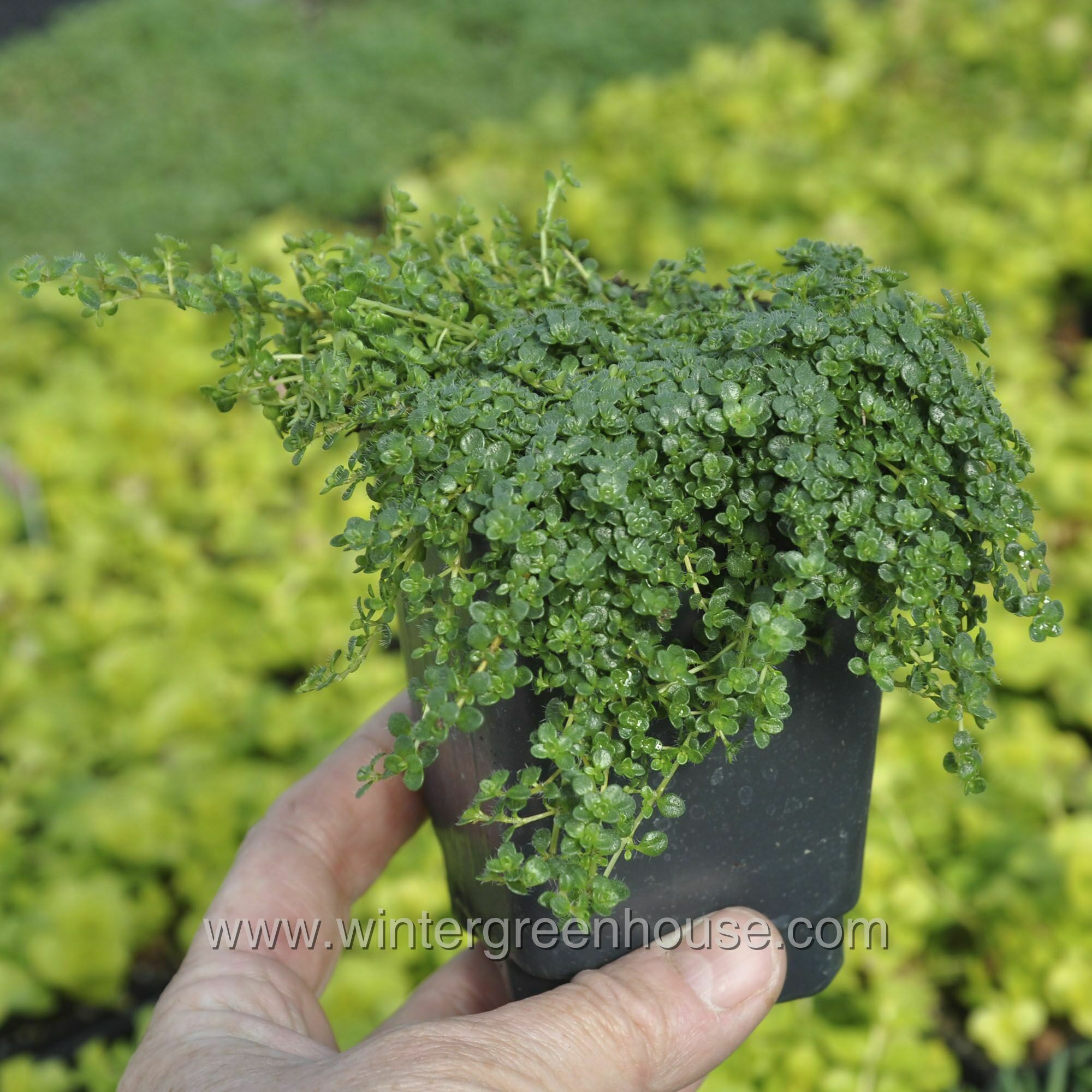 Winter Greenhouse Thymus serpyllum, Elfin > 8.29