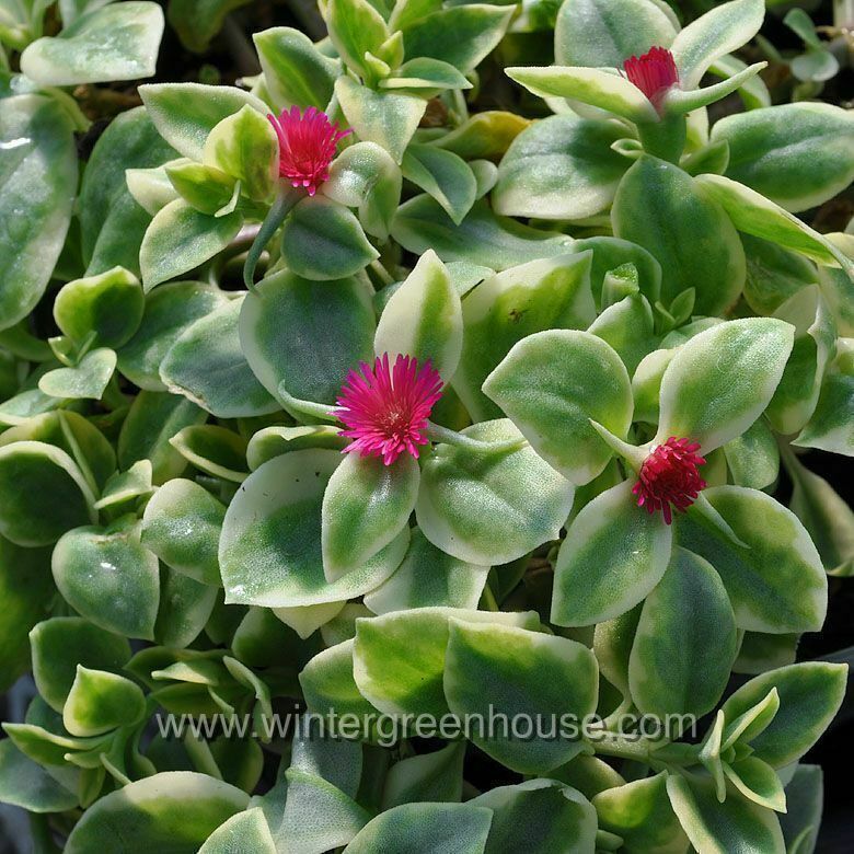 Aptenia cordifolia variegata, Dorotheanthus Crystal, Baby Sun Rose -  Container Size: 3" (2.6x3.5")