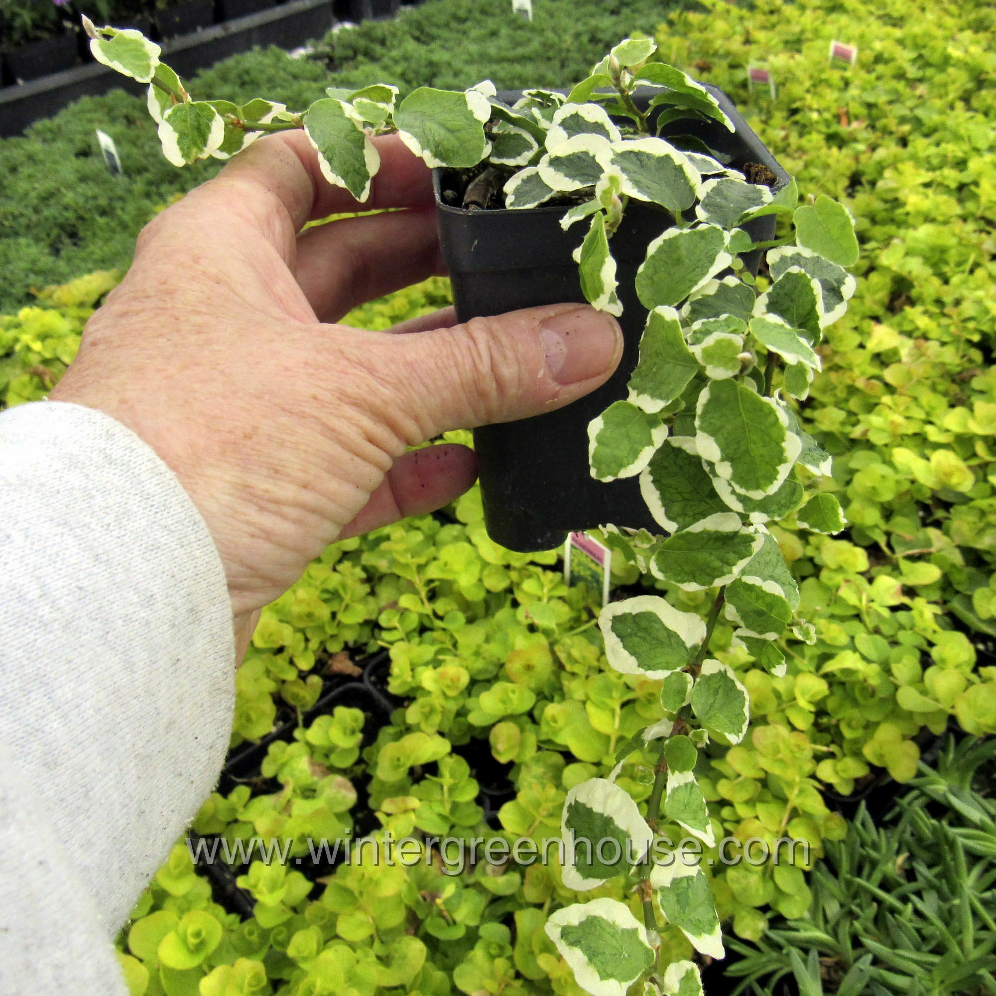 winter greenhouse - ficus pumila, variegated > $15.49