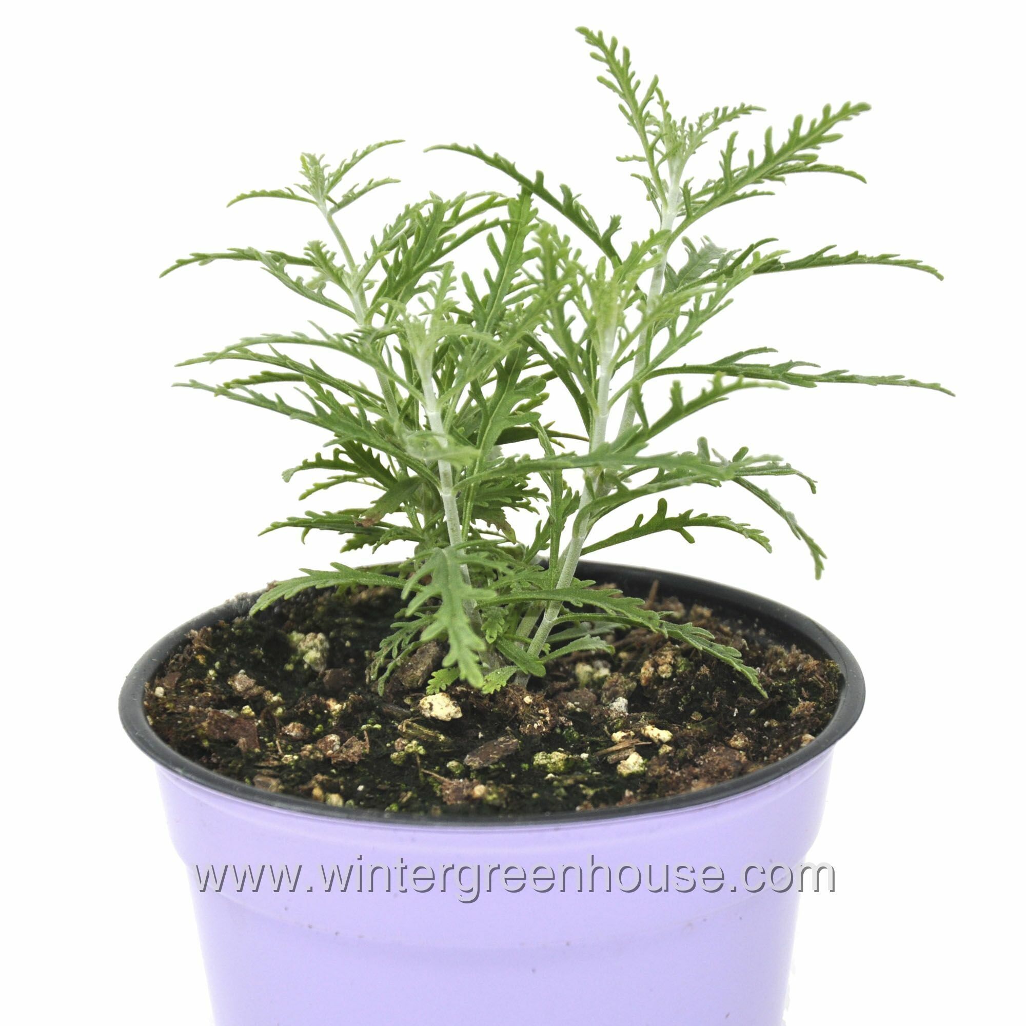 Winter Greenhouse Perovskia Little Lace > 10.99