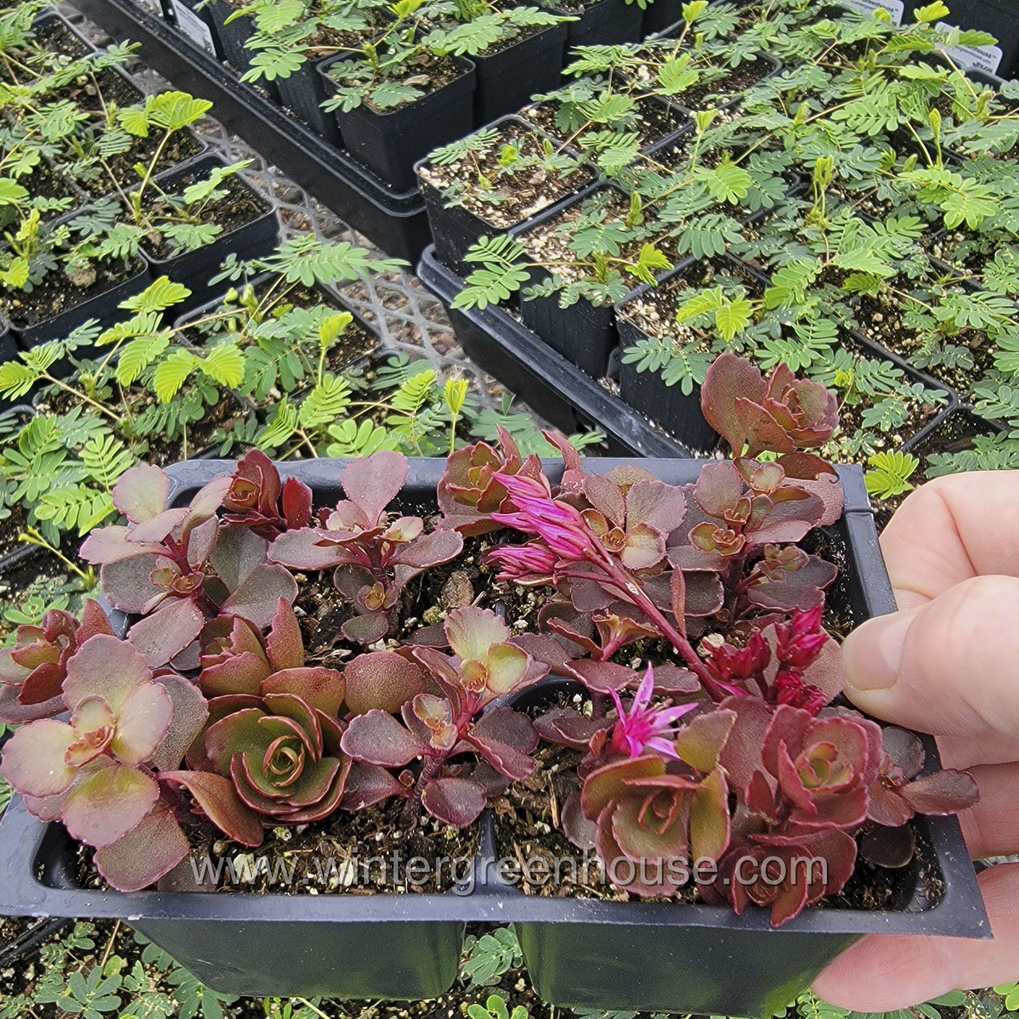 Winter Greenhouse Sedum spurium, Voodoo > 7.99