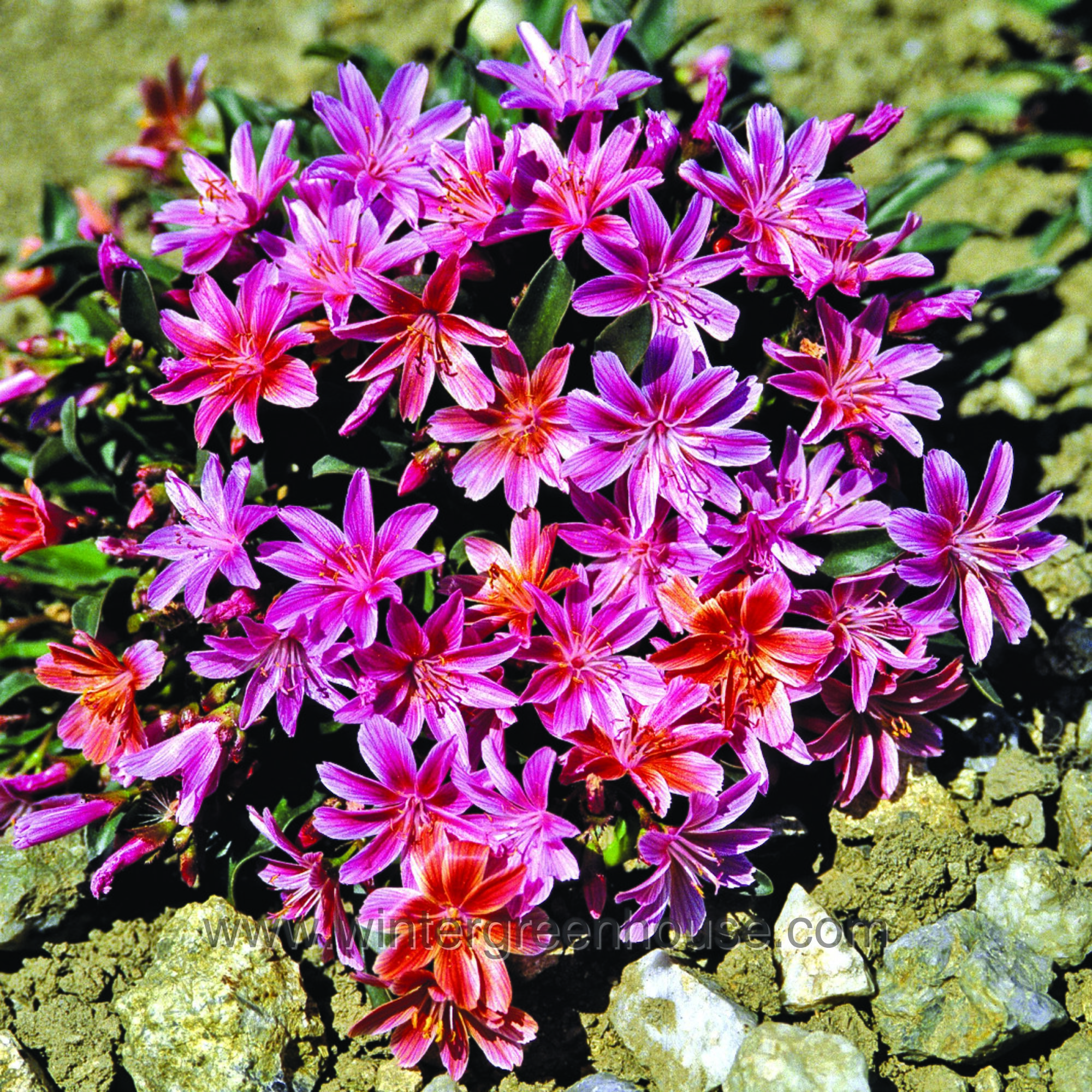 Winter Greenhouse Lewisia longipetala, Little Plum > 5.99