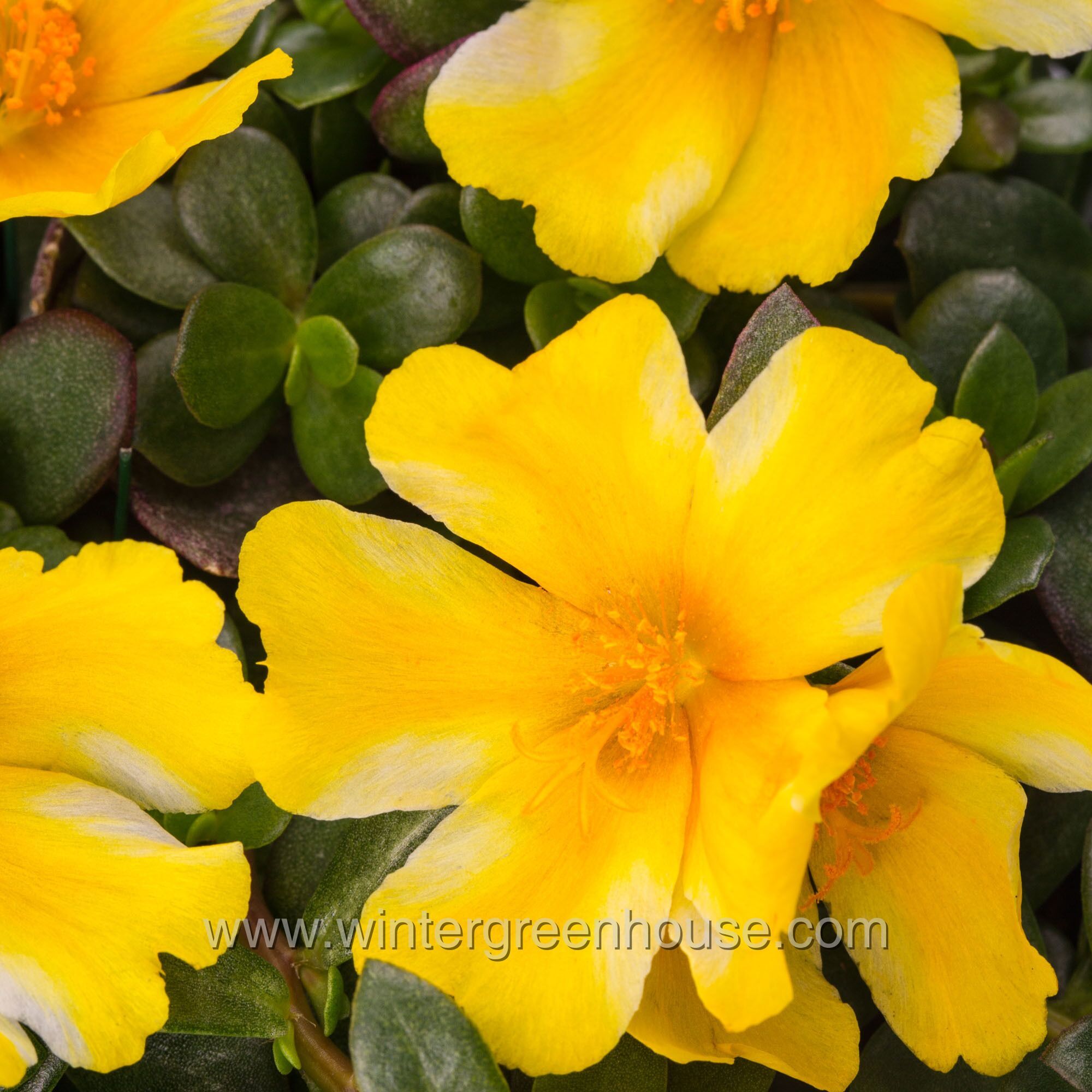 Winter Greenhouse Portulaca oleracea, Colorblast Lemon Twi… > 6.99