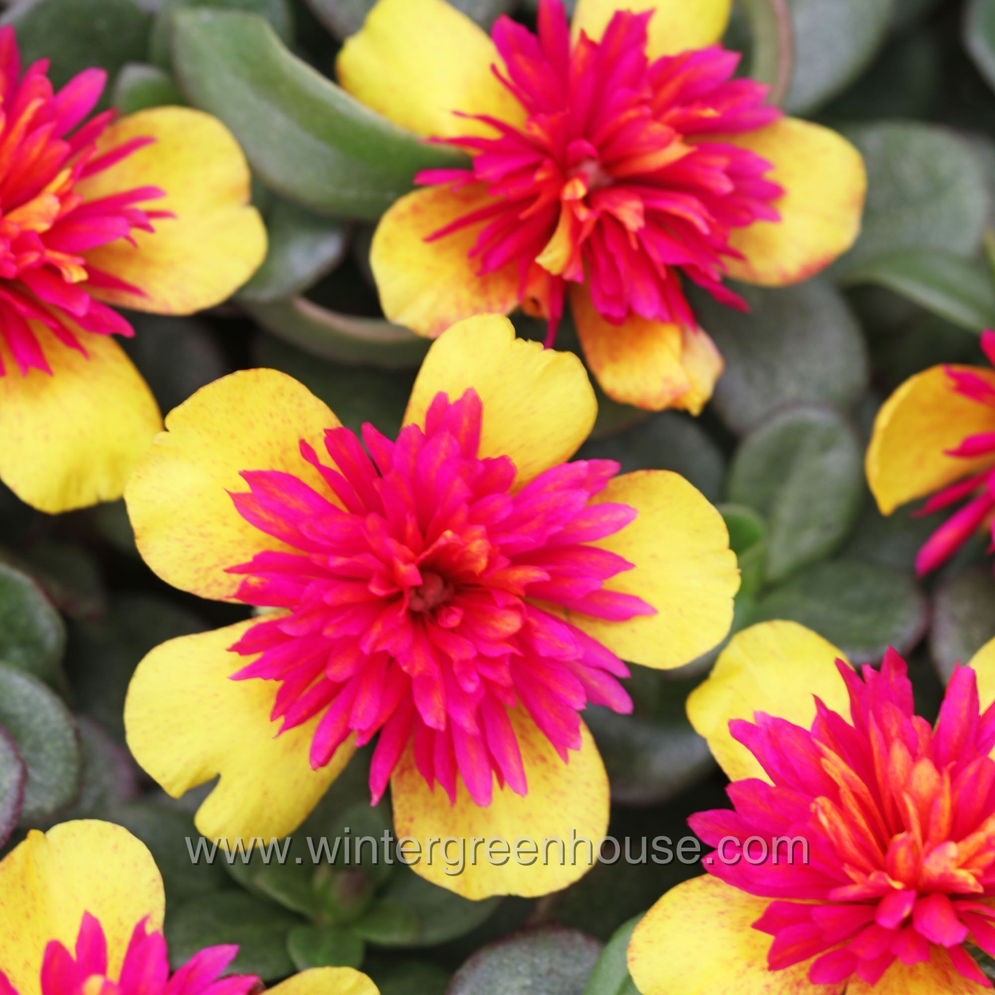 Winter Greenhouse Portulaca oleracea, Colorblast Double Gu… > 6.99