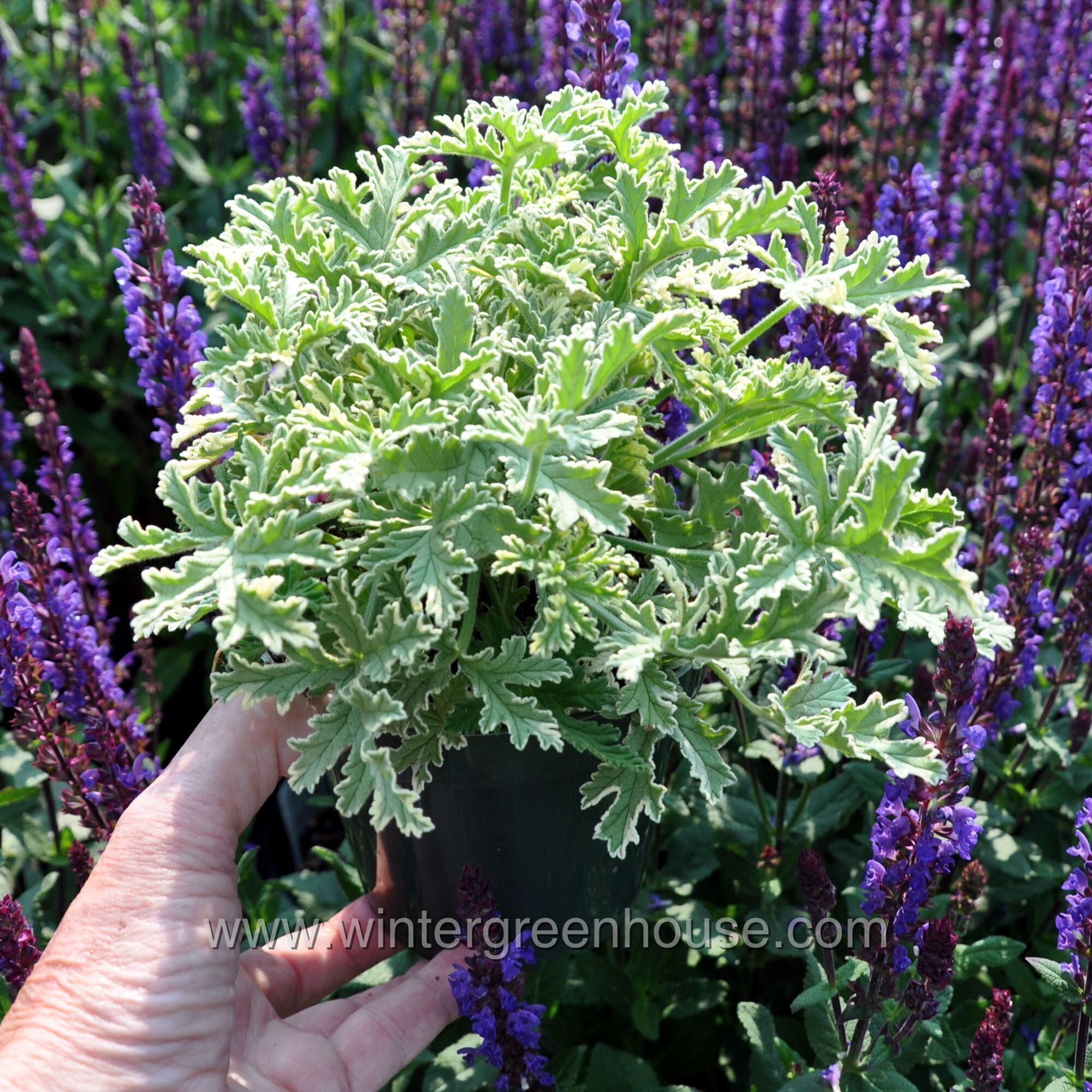 Pelargonium graveolens, Grey Lady Plymouth, Scented Geranium - Container  Size: 4.5"