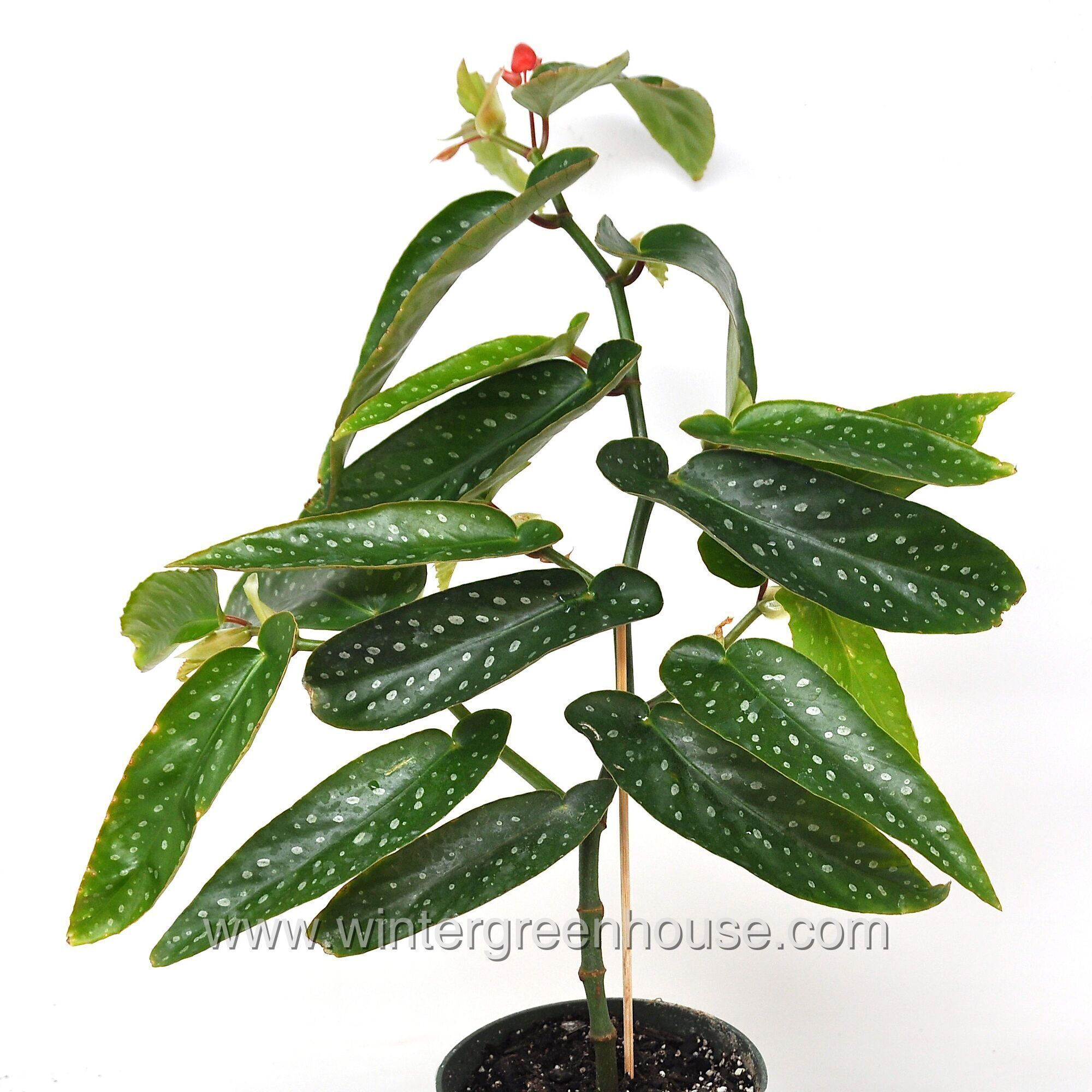 Winter Greenhouse - Begonia maculata Tamaya > $13.99