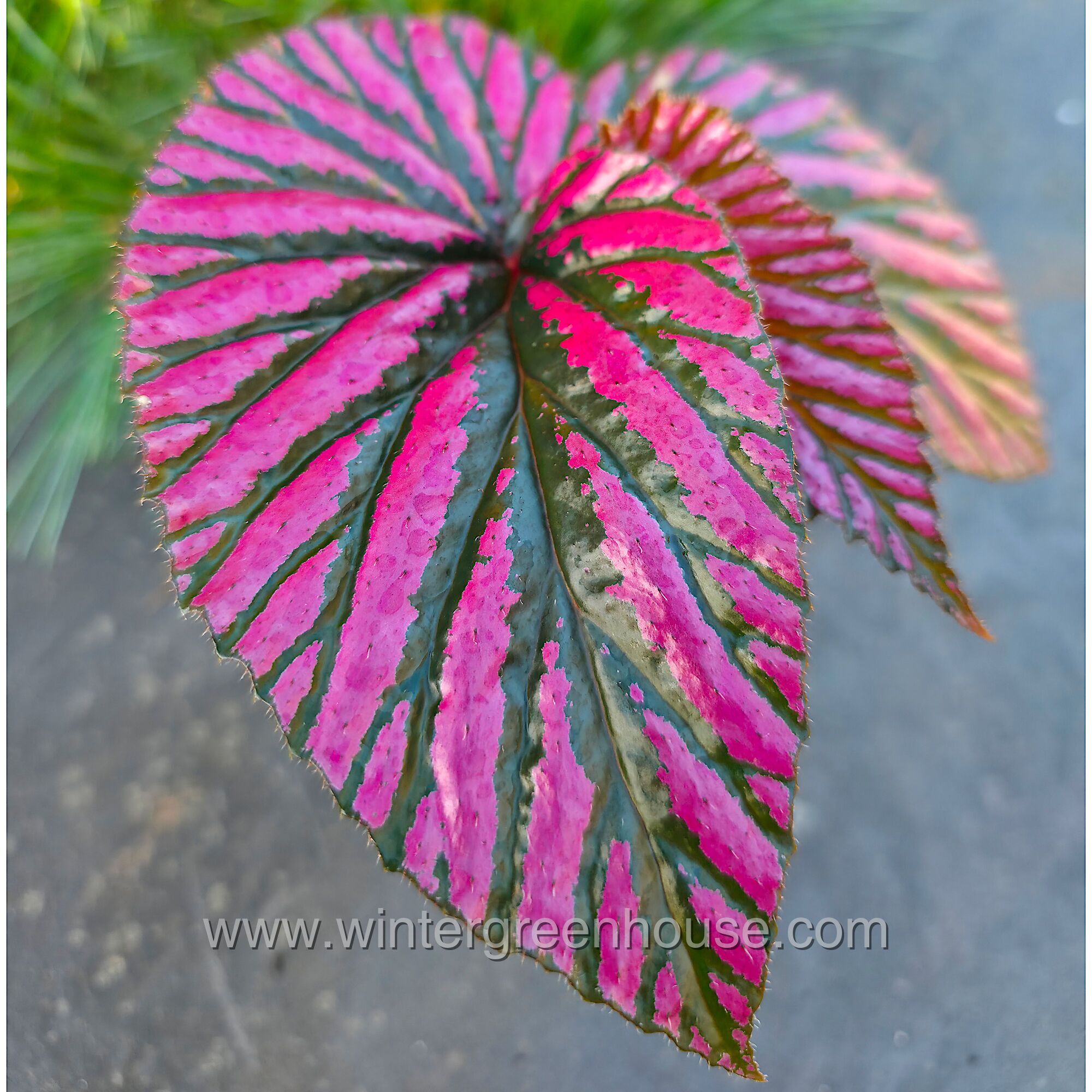 Begonia Brevirimosa &ndash; Pianta Da Interno Rossa, Sempreverde, Resistente