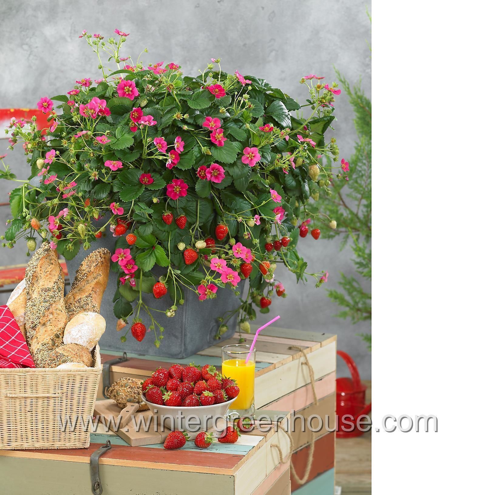 フラワー・リース strawberry リース 14cm】 ミニリース ドライフラワー スターチス ピンク 春 母の