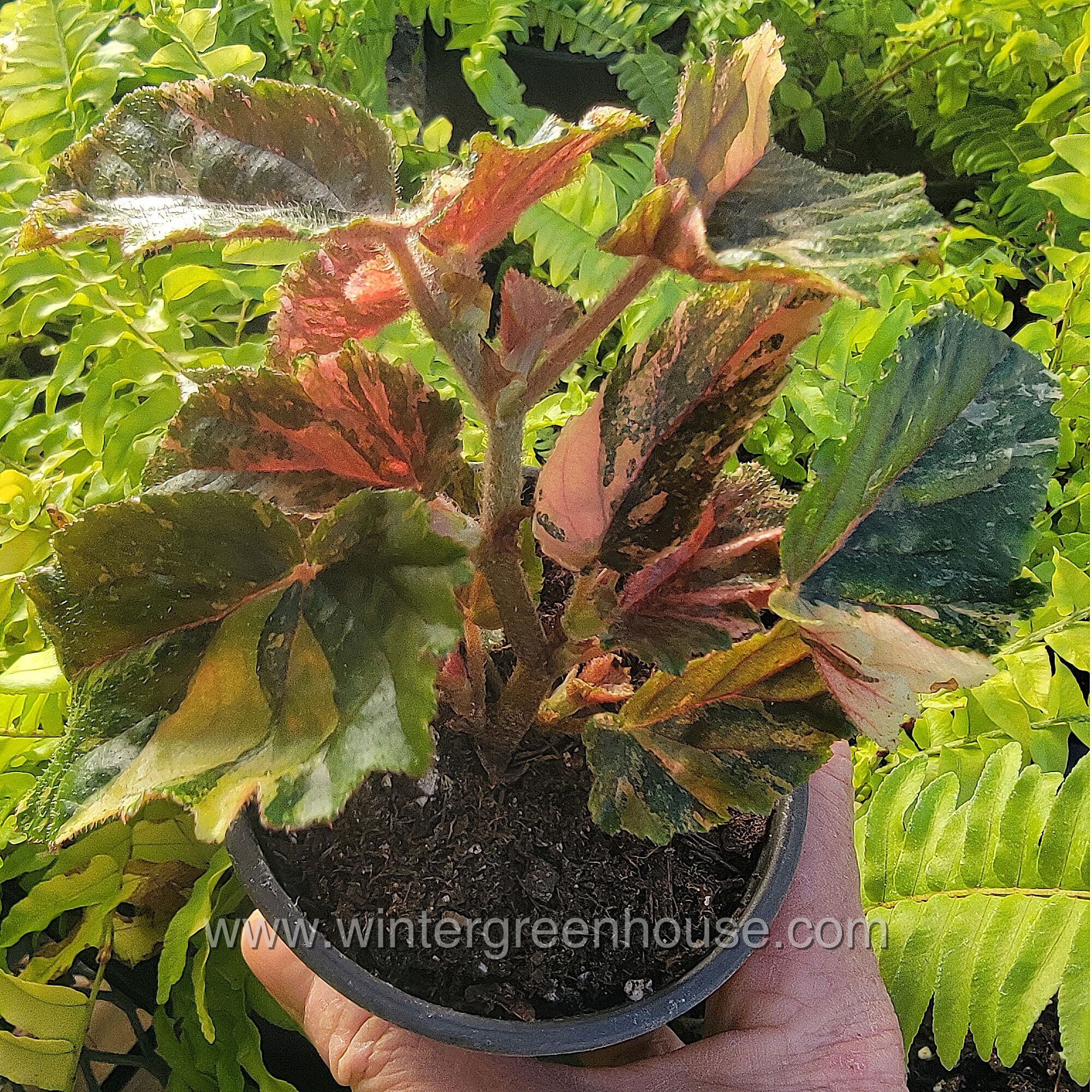 Begonia ginny galaxy /ベゴニア ジニー ギャラクシー④ Begonia 'Ginny Galaxy' - 4