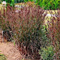 Andropogon gerardii 'Blackhawks'