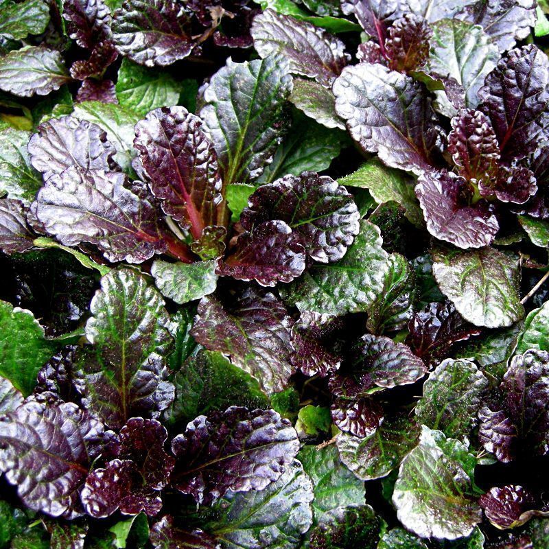 Ajuga reptans, Bugleweed