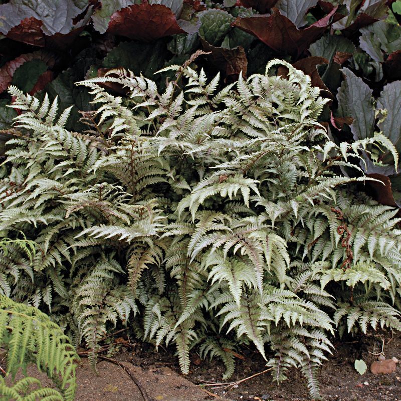 Athyrium niponicum - 'Japanese Painted Fern'