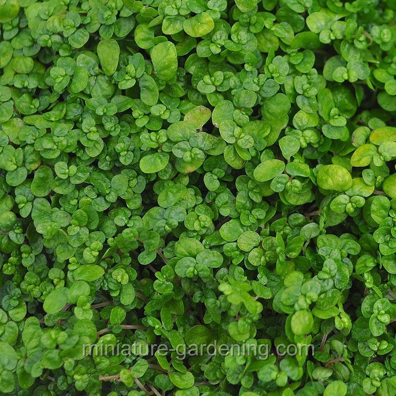 Baby Tears, Green - Soleirolia soleirolii